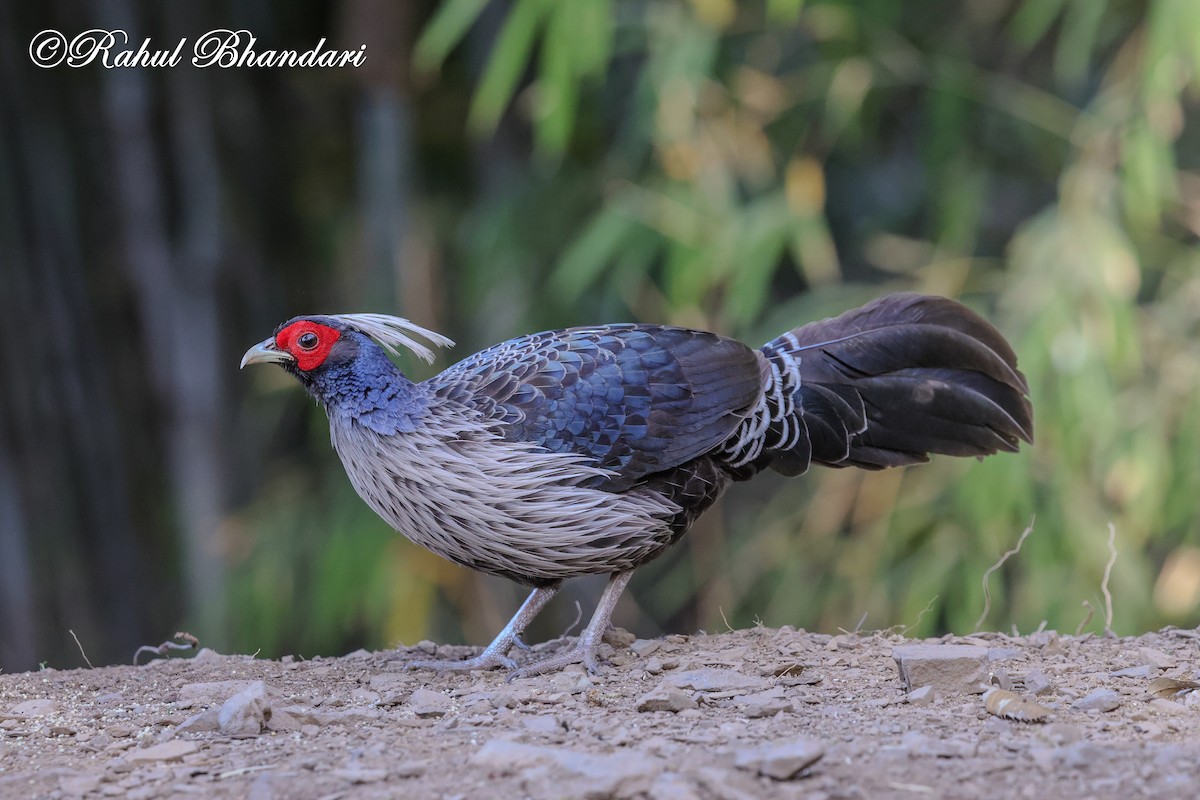 Kalij Pheasant - ML635666798
