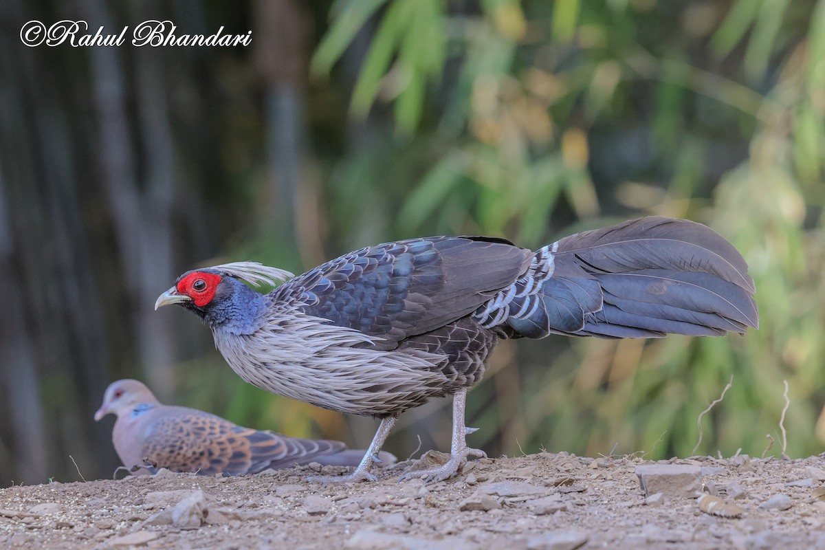 Kalij Pheasant - ML635666799