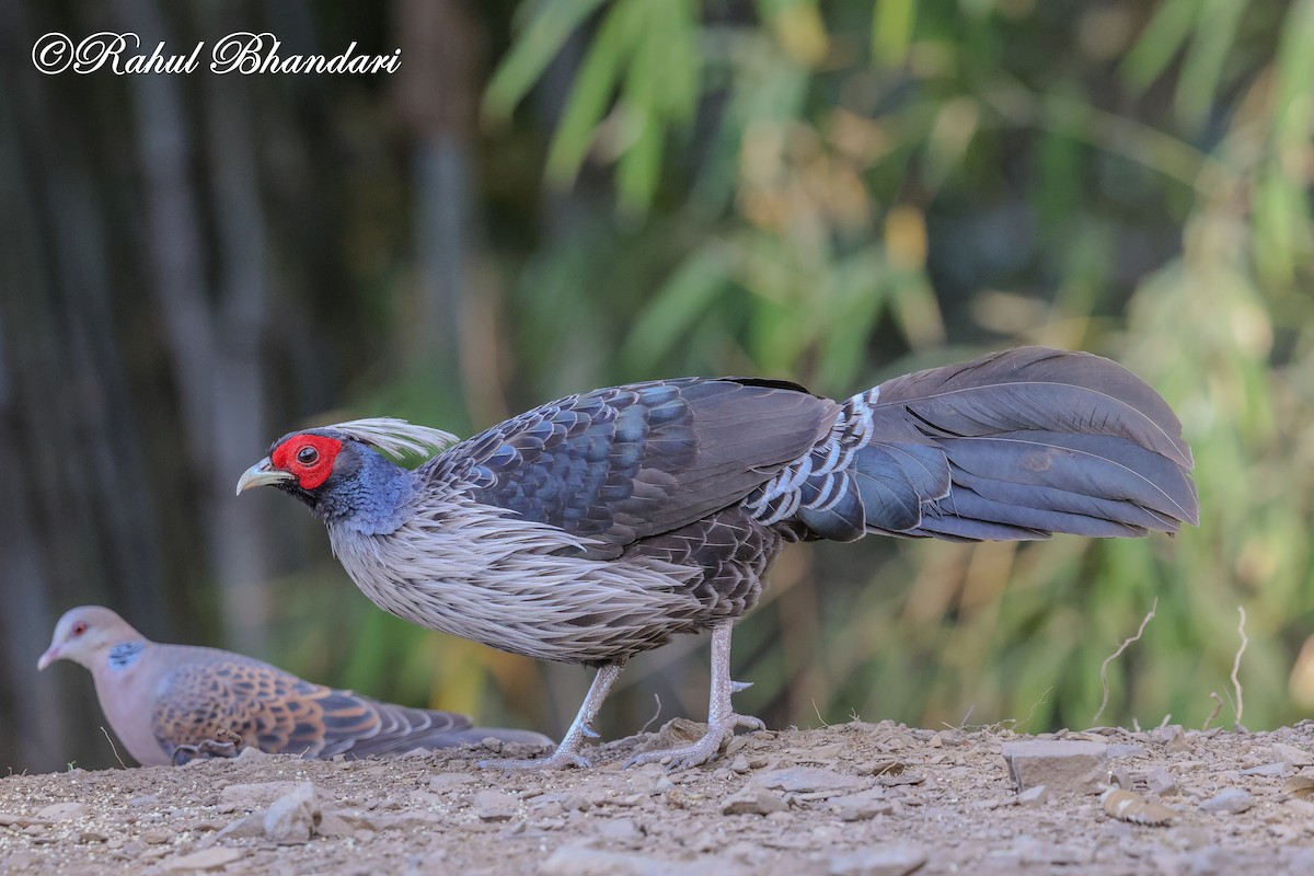 Kalij Pheasant - ML635666800