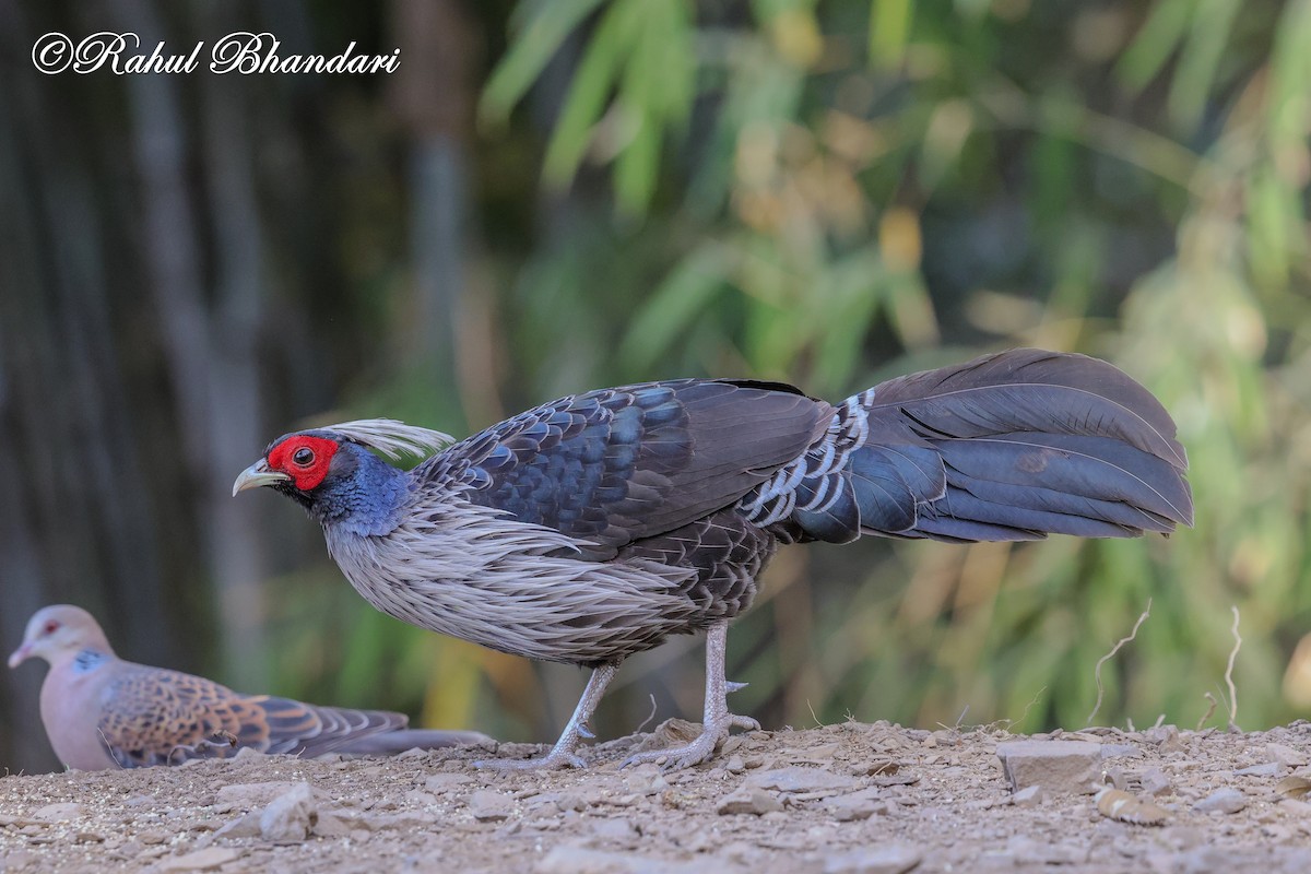 Kalij Pheasant - ML635666801
