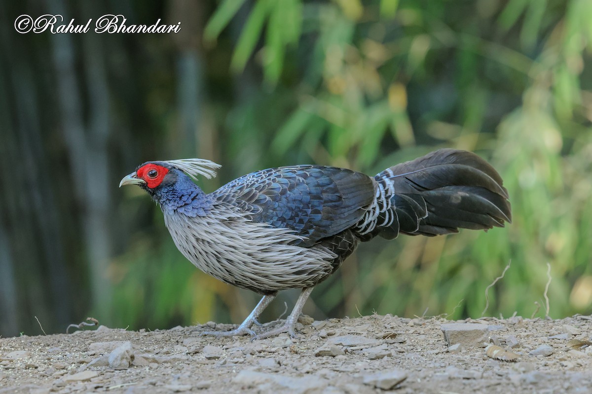 Kalij Pheasant - ML635666802