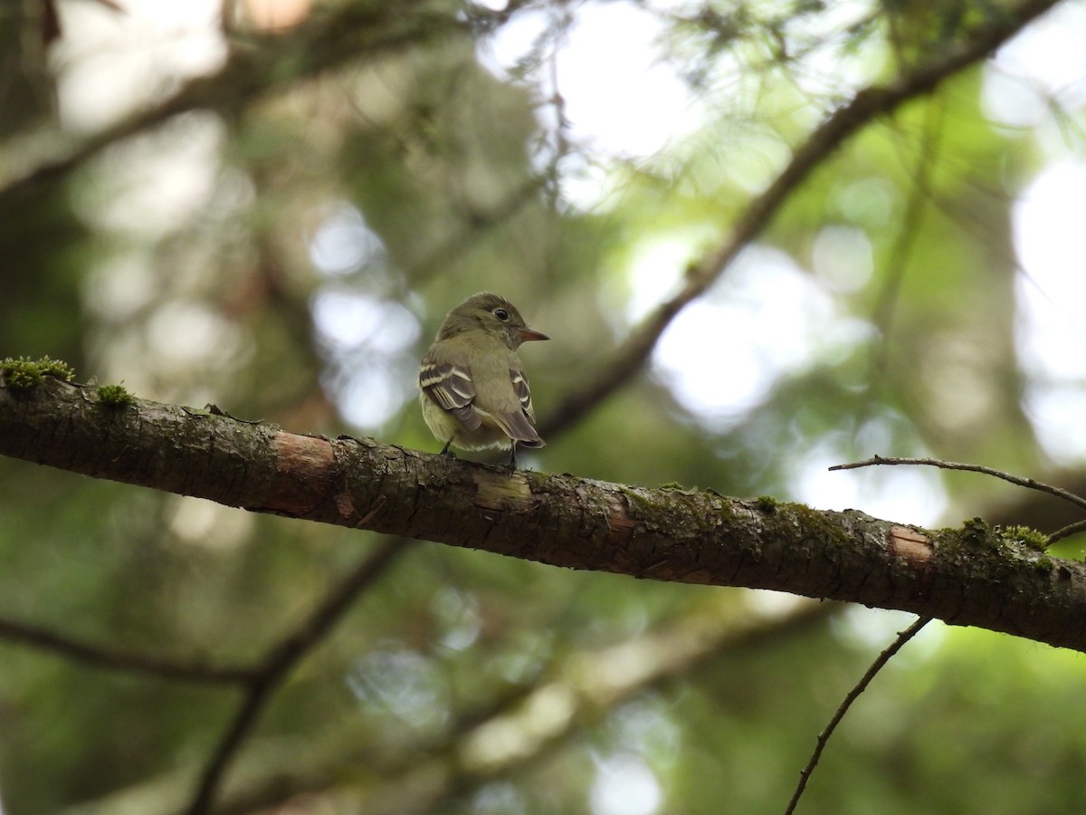 Acadian Flycatcher - ML635666803