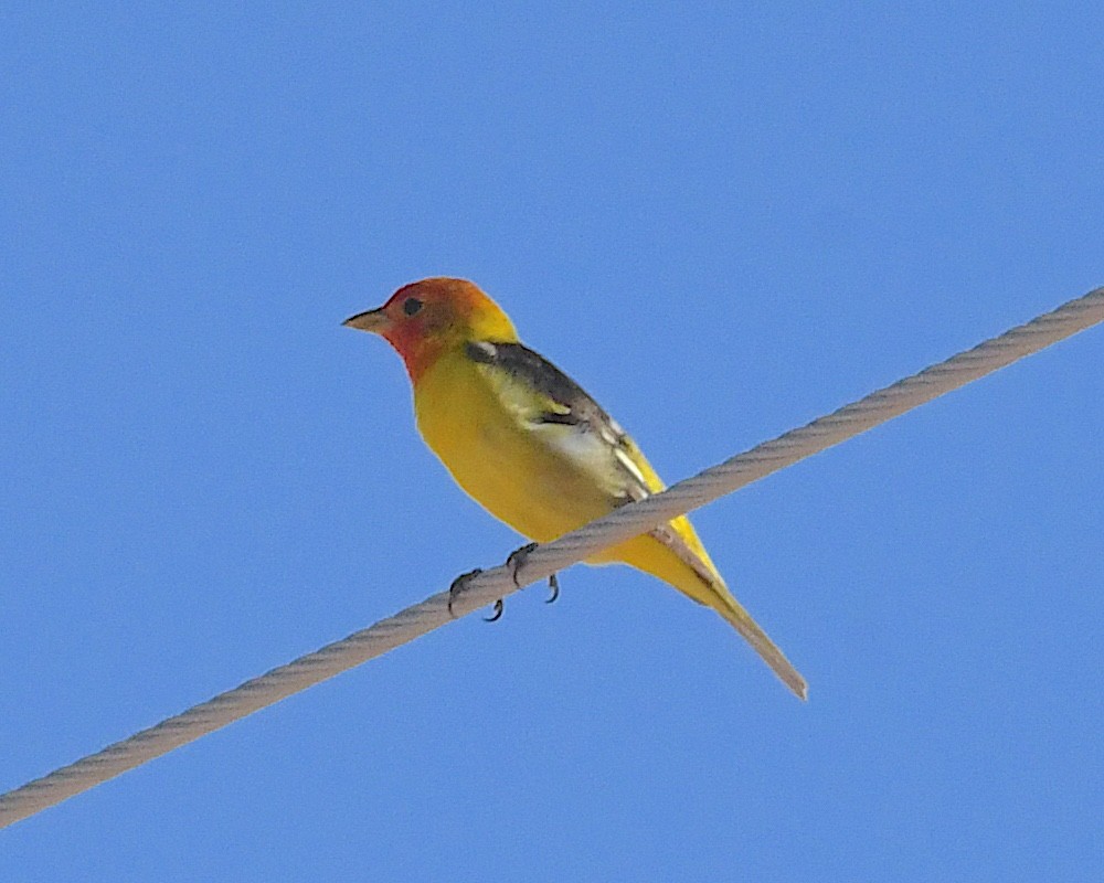 Western Tanager - ML635666804