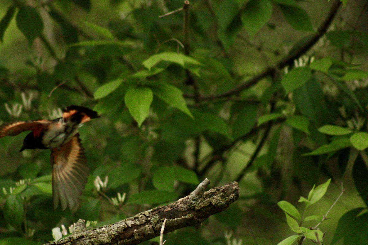 American Redstart - ML635666805