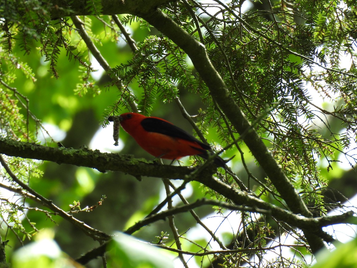 Scarlet Tanager - ML635666808