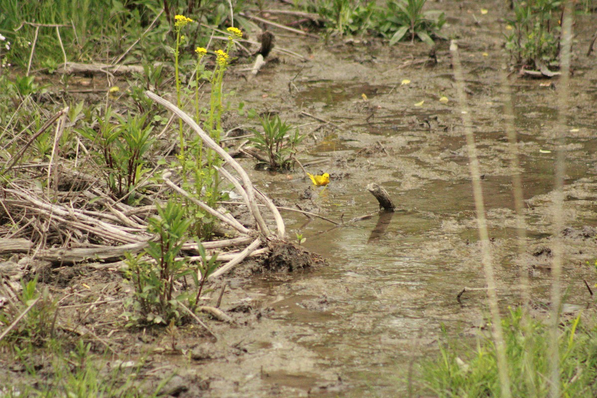 Yellow Warbler - ML635666809