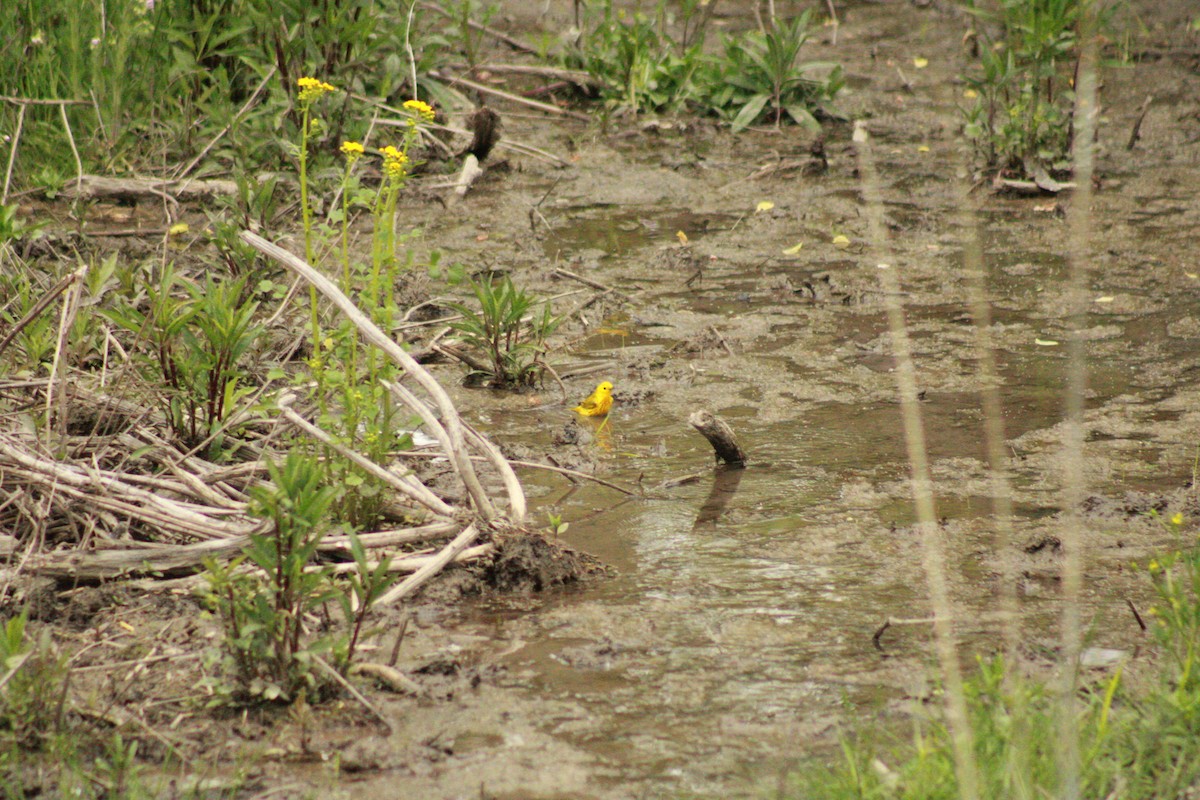 Yellow Warbler - ML635666810
