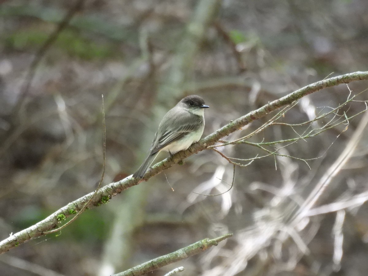 Eastern Phoebe - ML635666812