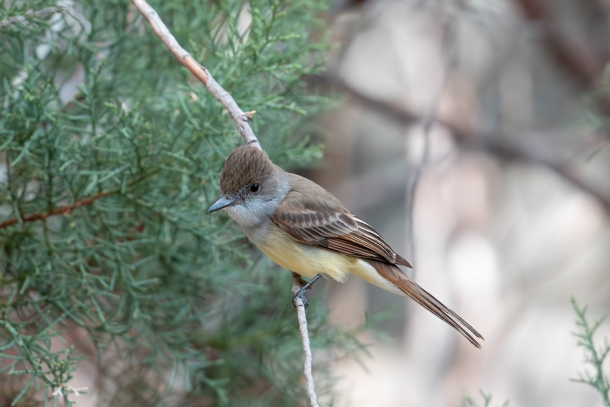 Dusky-capped Flycatcher - ML635666813