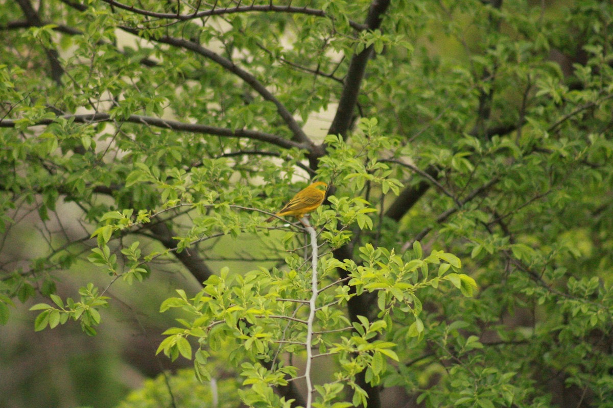 Yellow Warbler - ML635666814