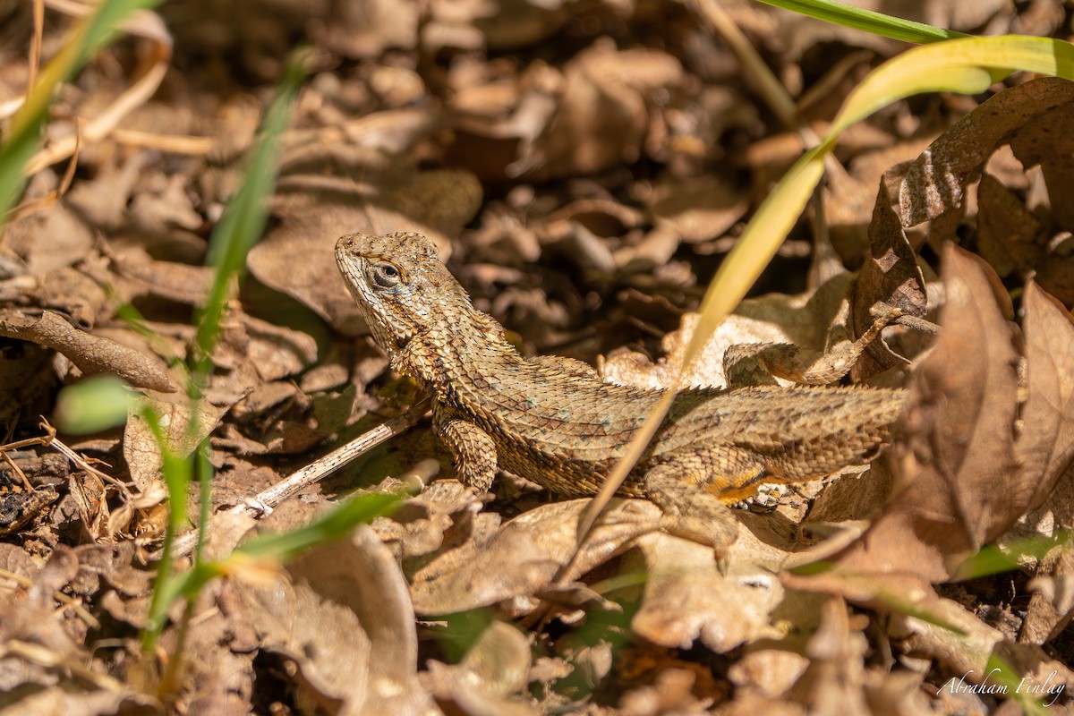 Western Fence Lizard - ML635666871
