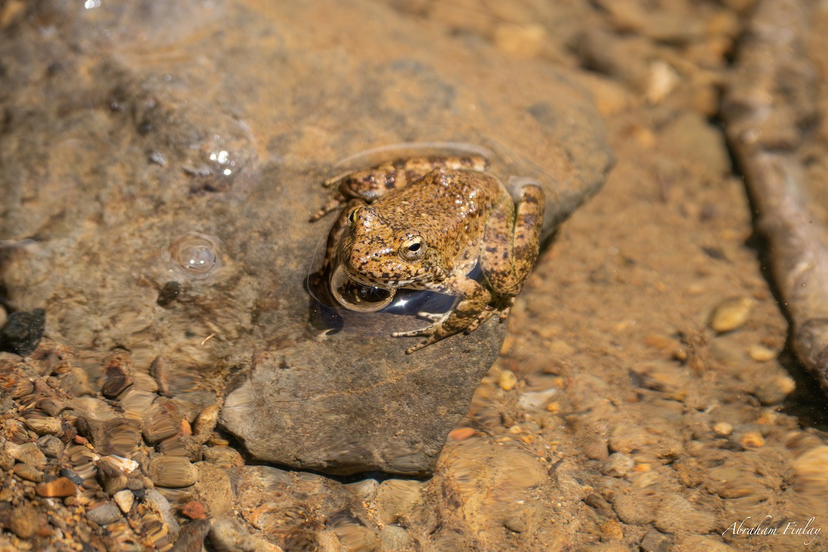 Foothill Yellow-legged Frog - ML635666878