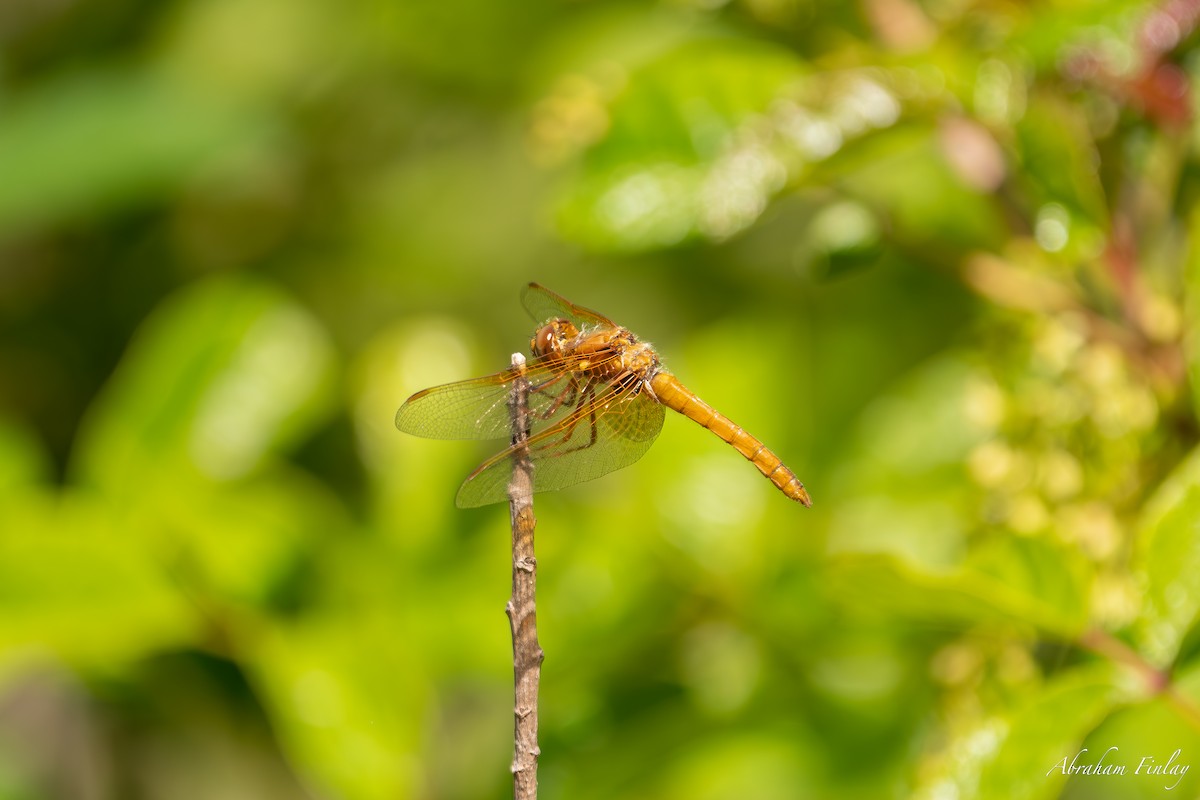 Cardinal Meadowhawk - ML635666882