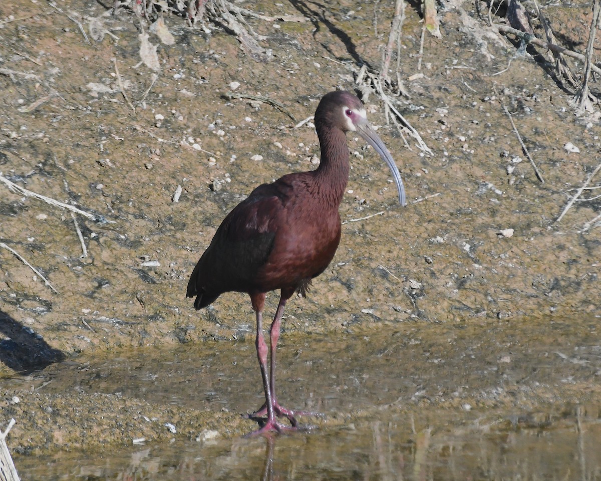 ibis americký - ML635666889