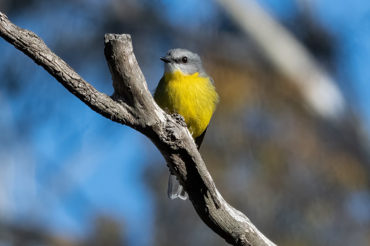 Eastern Yellow Robin - ML635667028