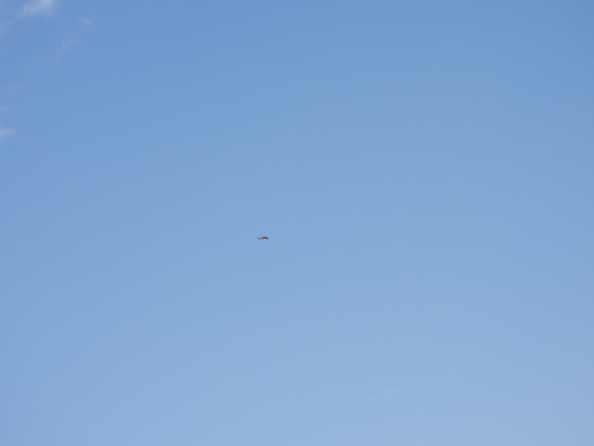 Cave Swallow - ML635667033