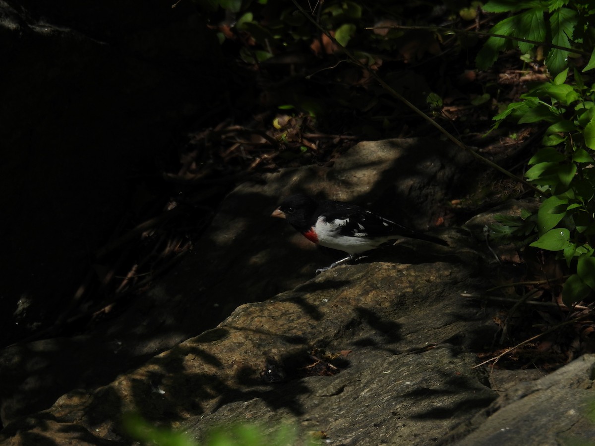 Rose-breasted Grosbeak - ML635667064