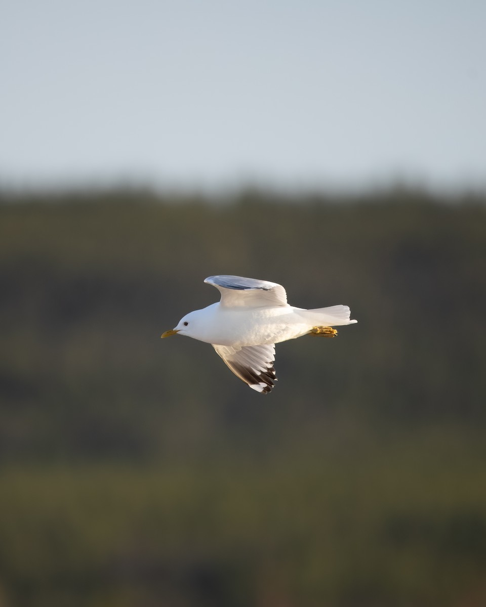Short-billed Gull - ML635667066