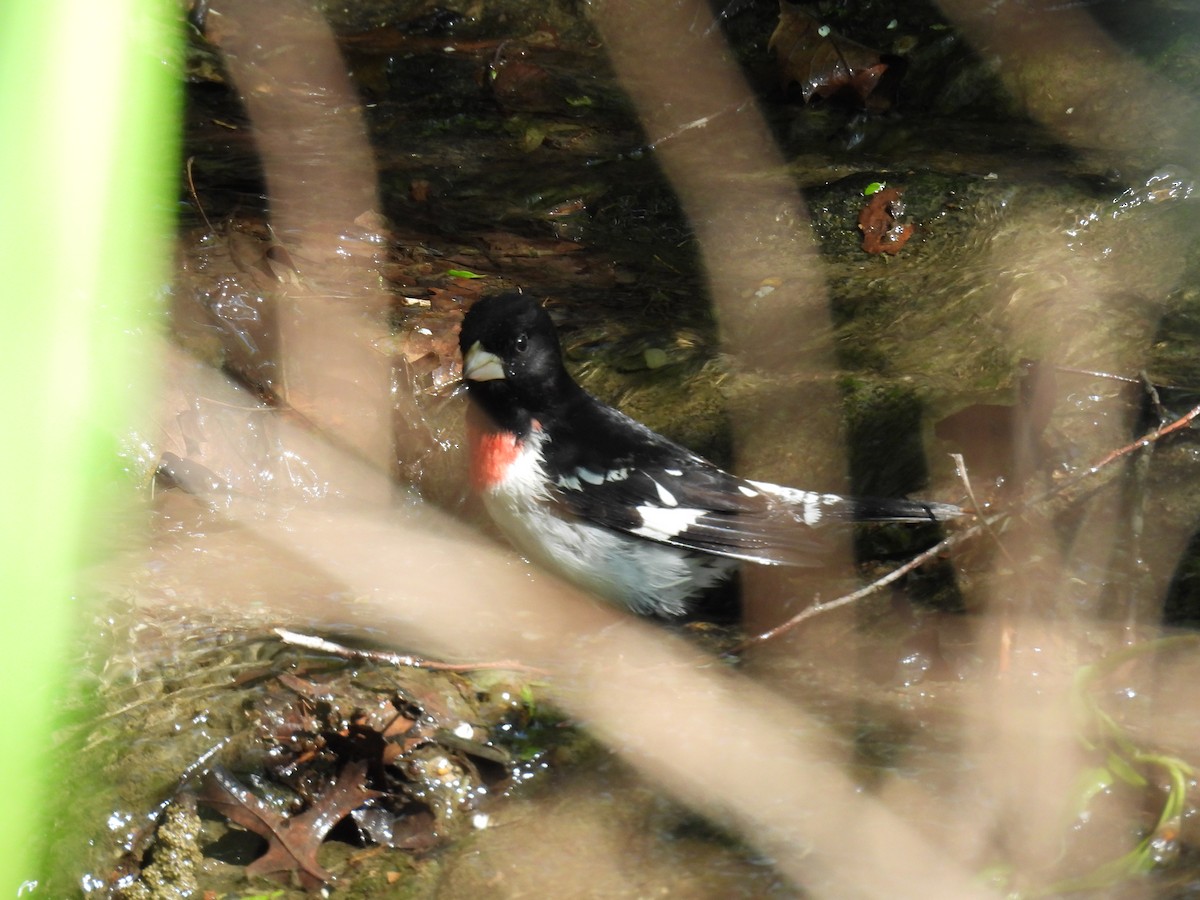 Rose-breasted Grosbeak - ML635667069