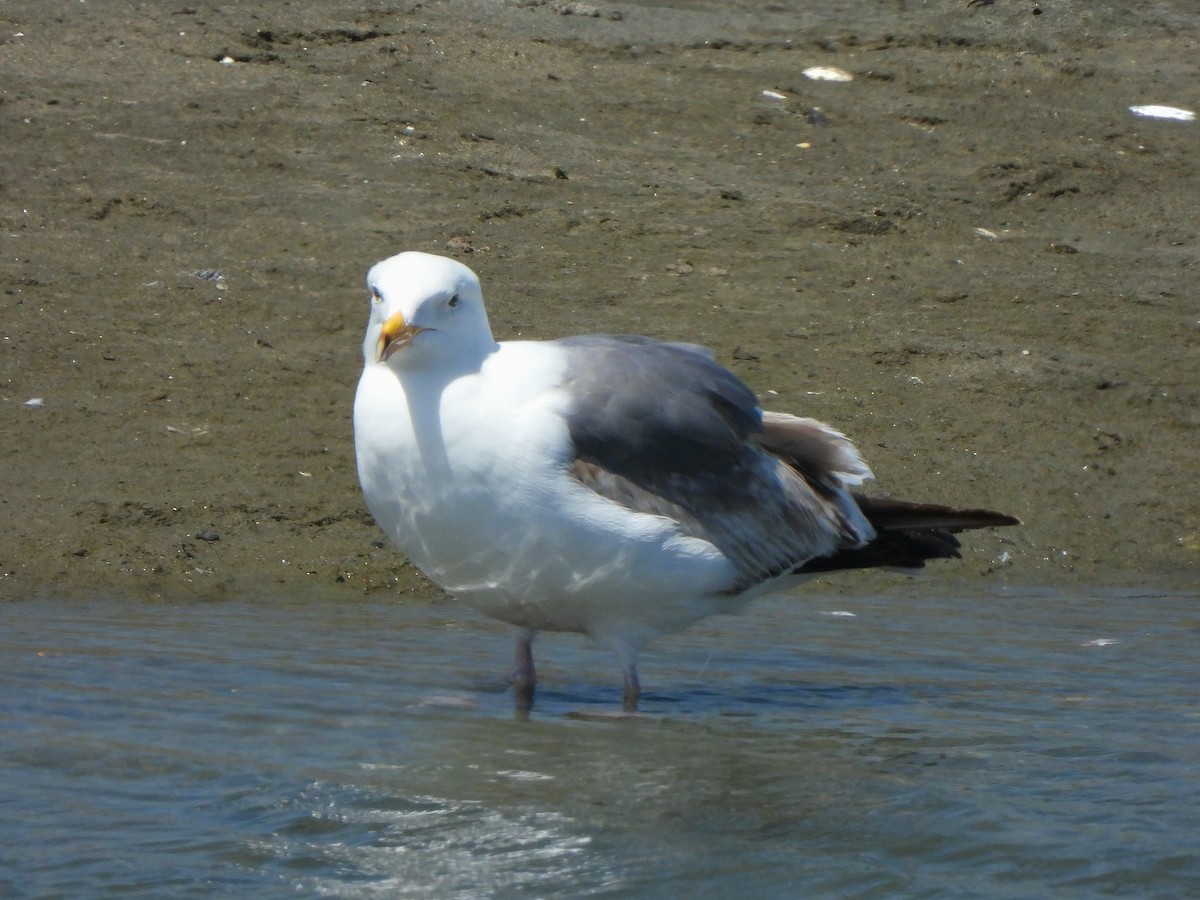 Western Gull - ML635667082
