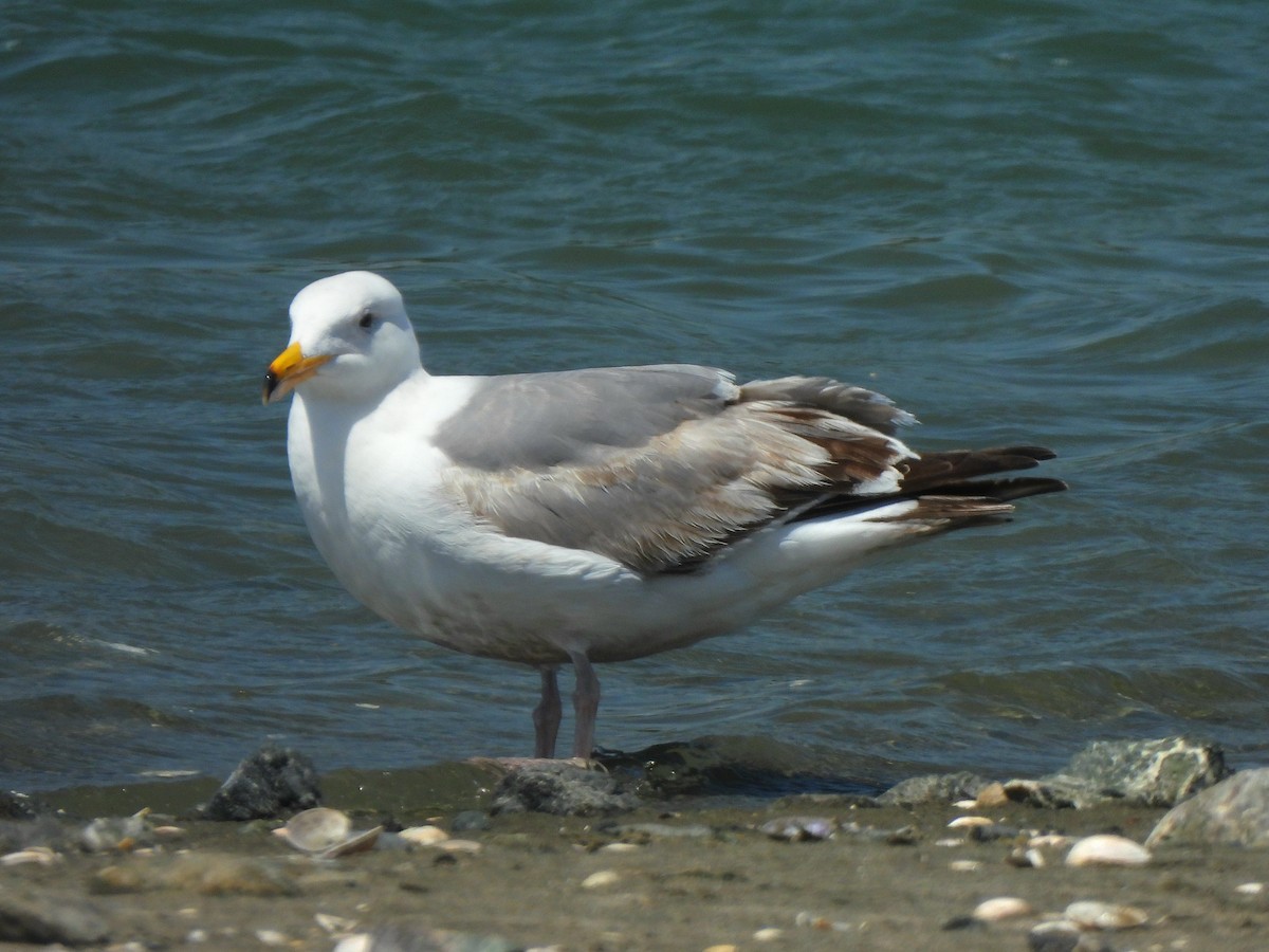 Western Gull - ML635667083