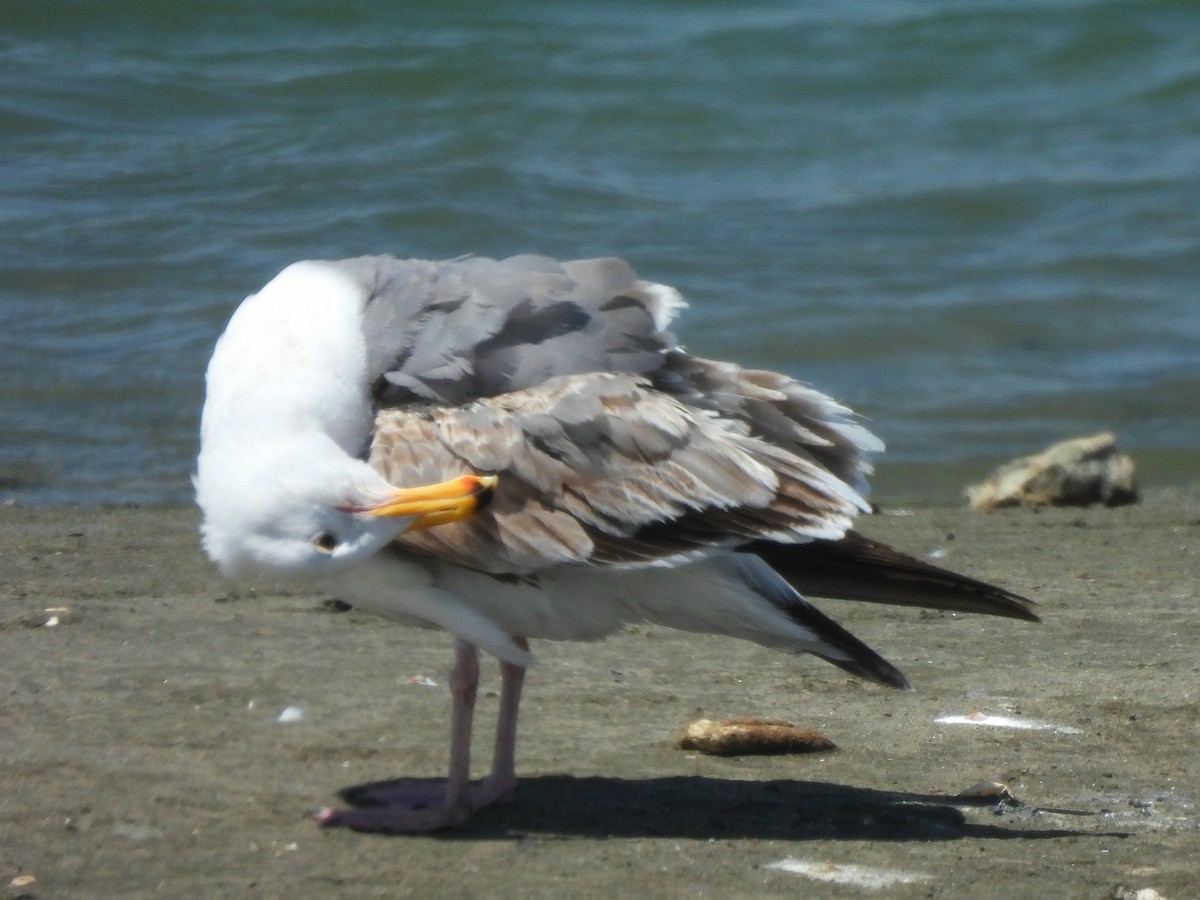Western Gull - ML635667084