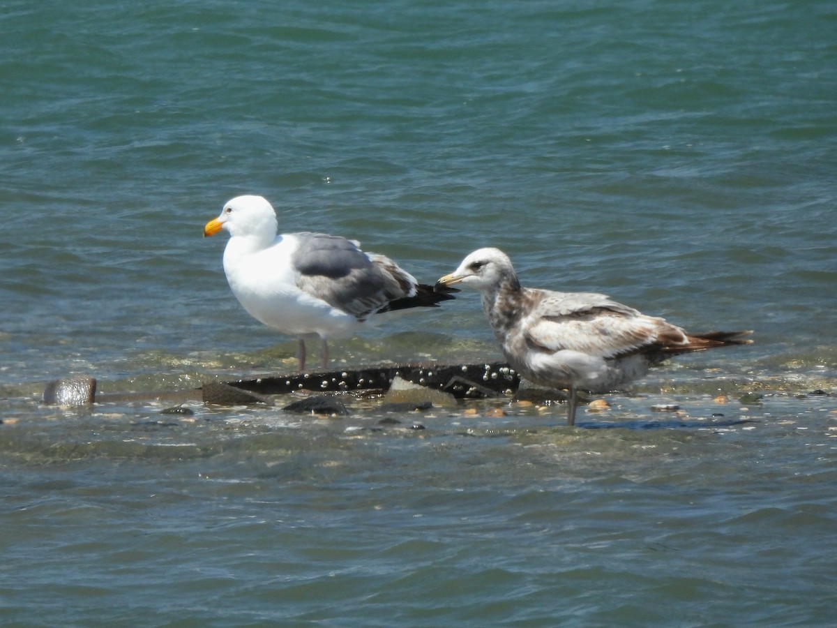 Western Gull - ML635667085