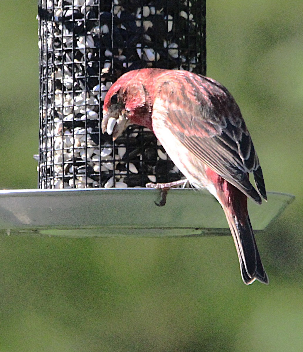 Purple Finch - ML635667116