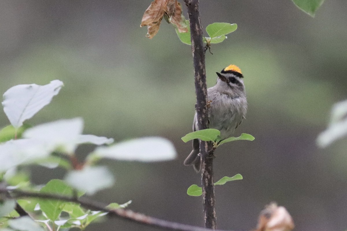 Golden-crowned Kinglet - ML635667141
