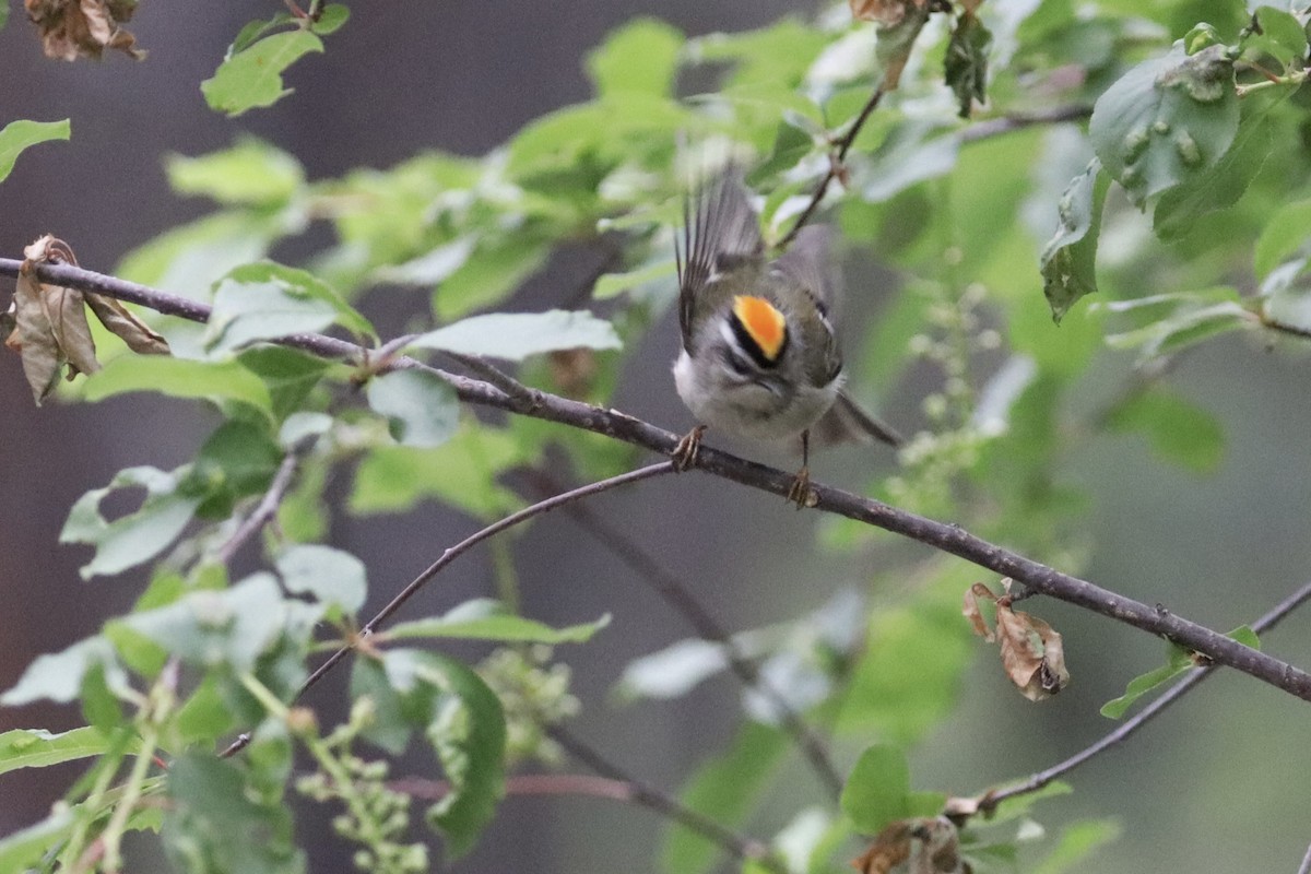 Golden-crowned Kinglet - ML635667142