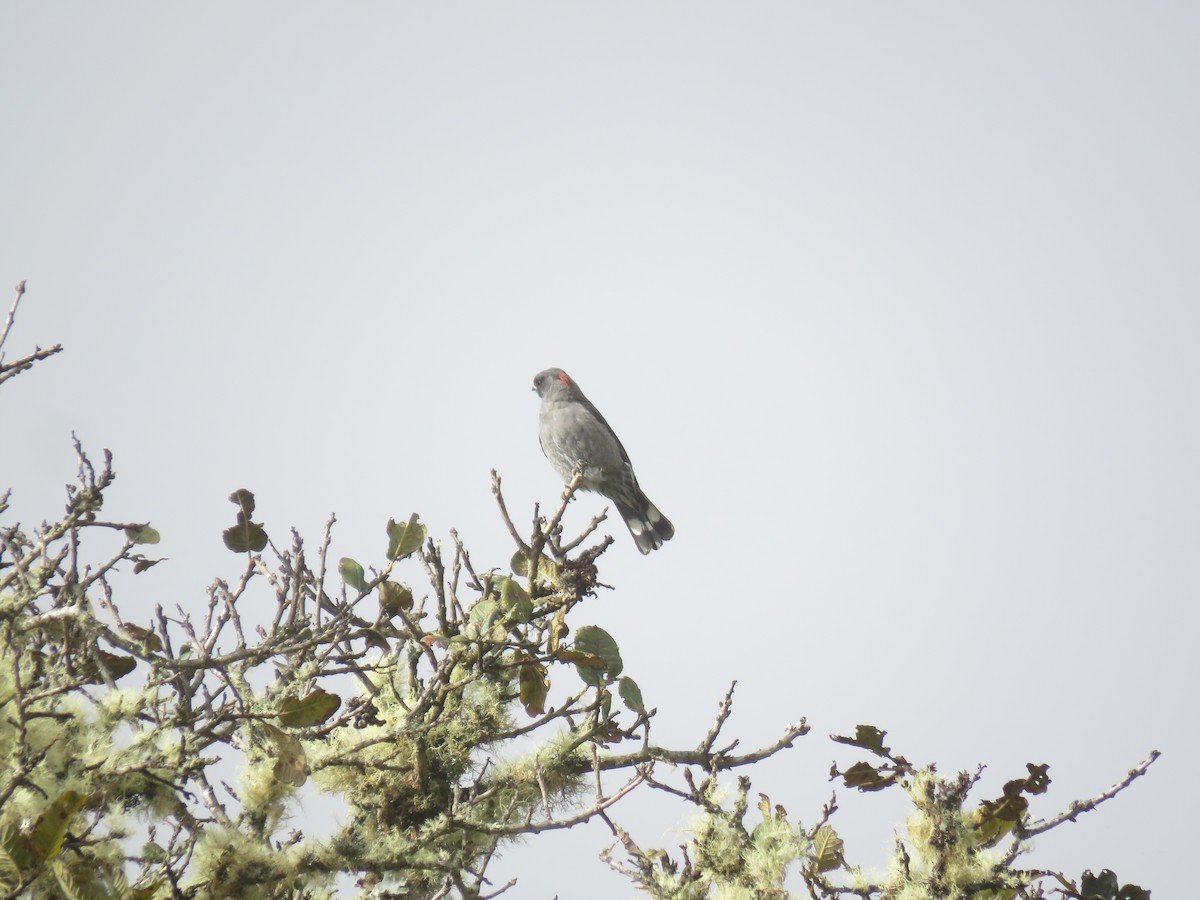 Red-crested Cotinga - ML635667145
