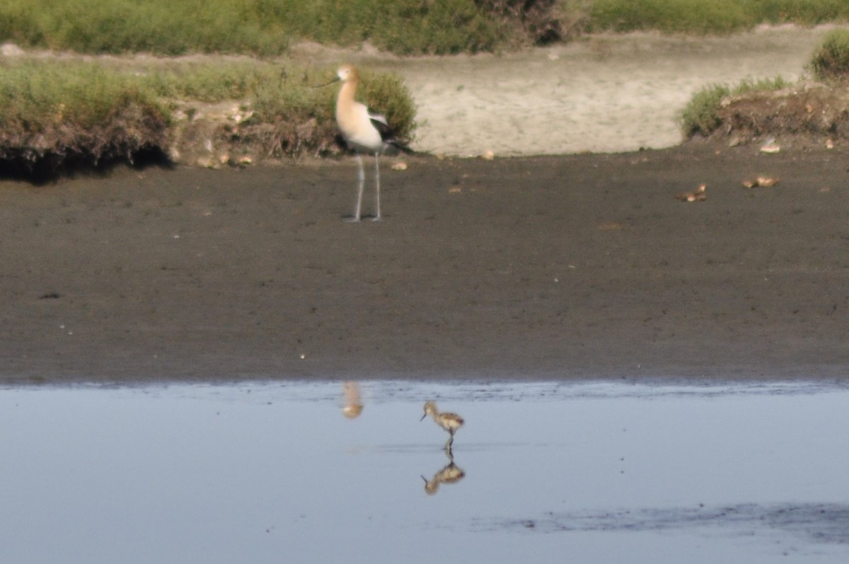 American Avocet - ML635667157