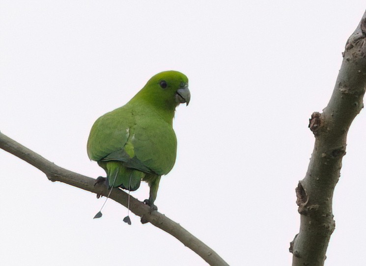 Green Racquet-tail - ML635667168