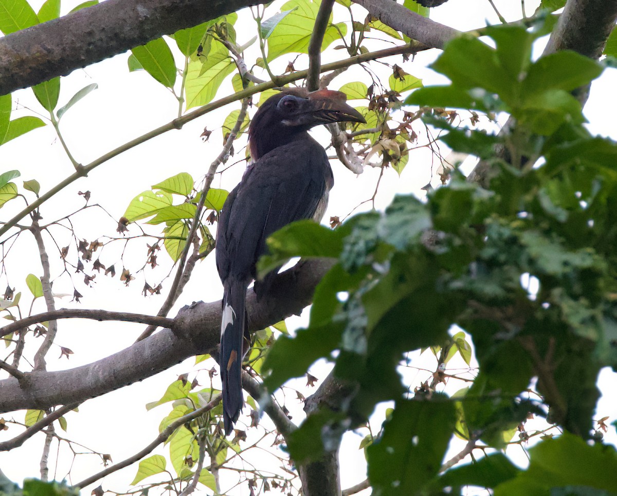 Luzon Hornbill - ML635667174