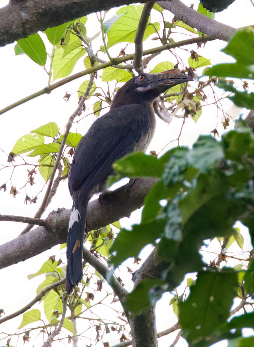 Luzon Hornbill - ML635667175