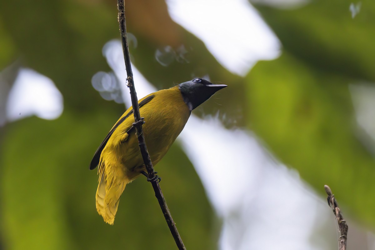 Black-headed Bulbul - ML635667176