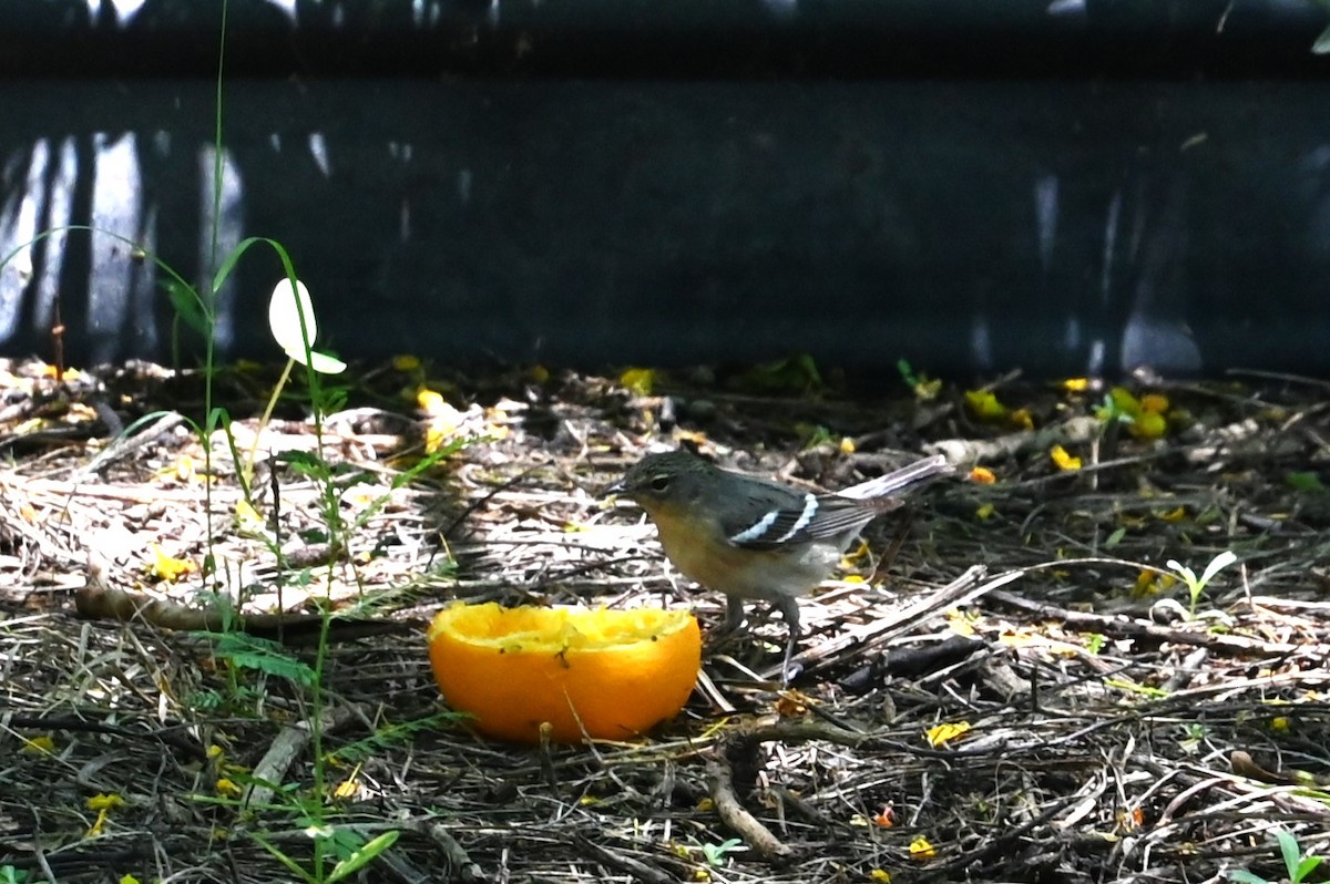 Bay-breasted/Blackpoll Warbler - ML635667179