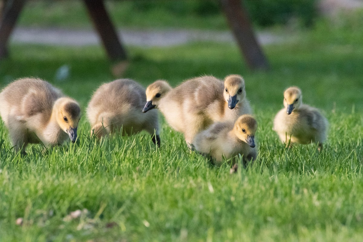 Canada Goose - ML635667208