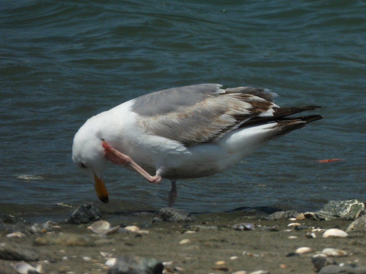 Western Gull - ML635667211