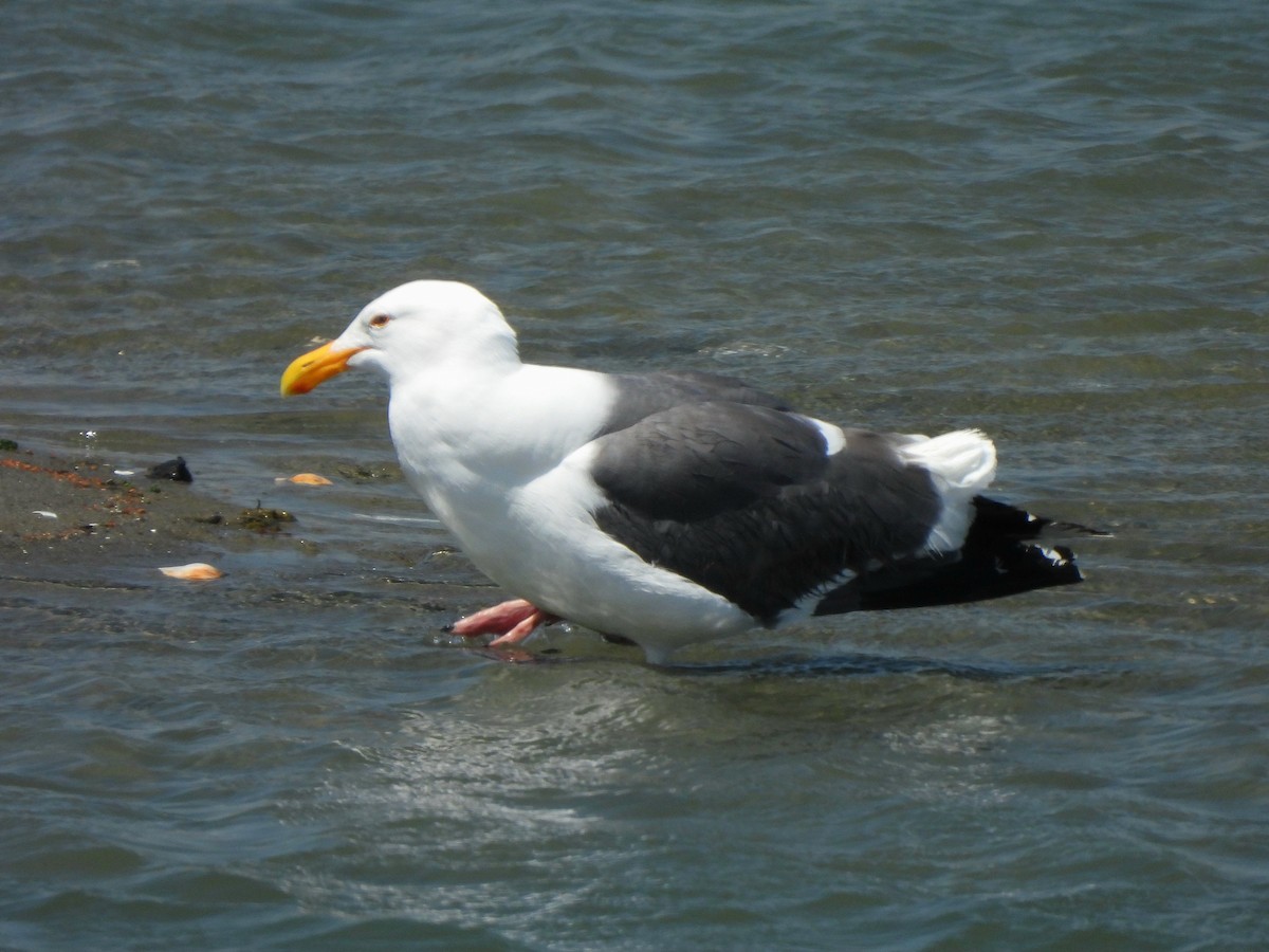 Western Gull - ML635667212