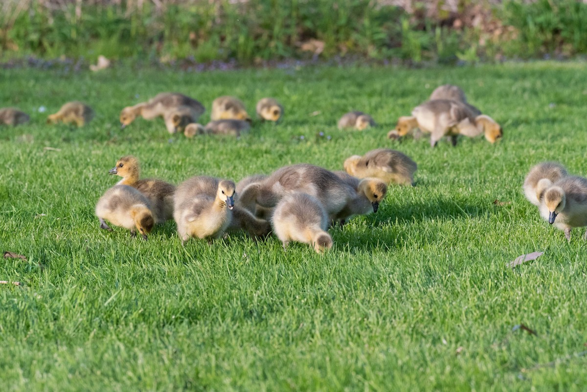 Canada Goose - ML635667215