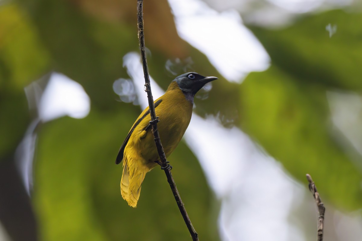 Black-headed Bulbul - ML635667278