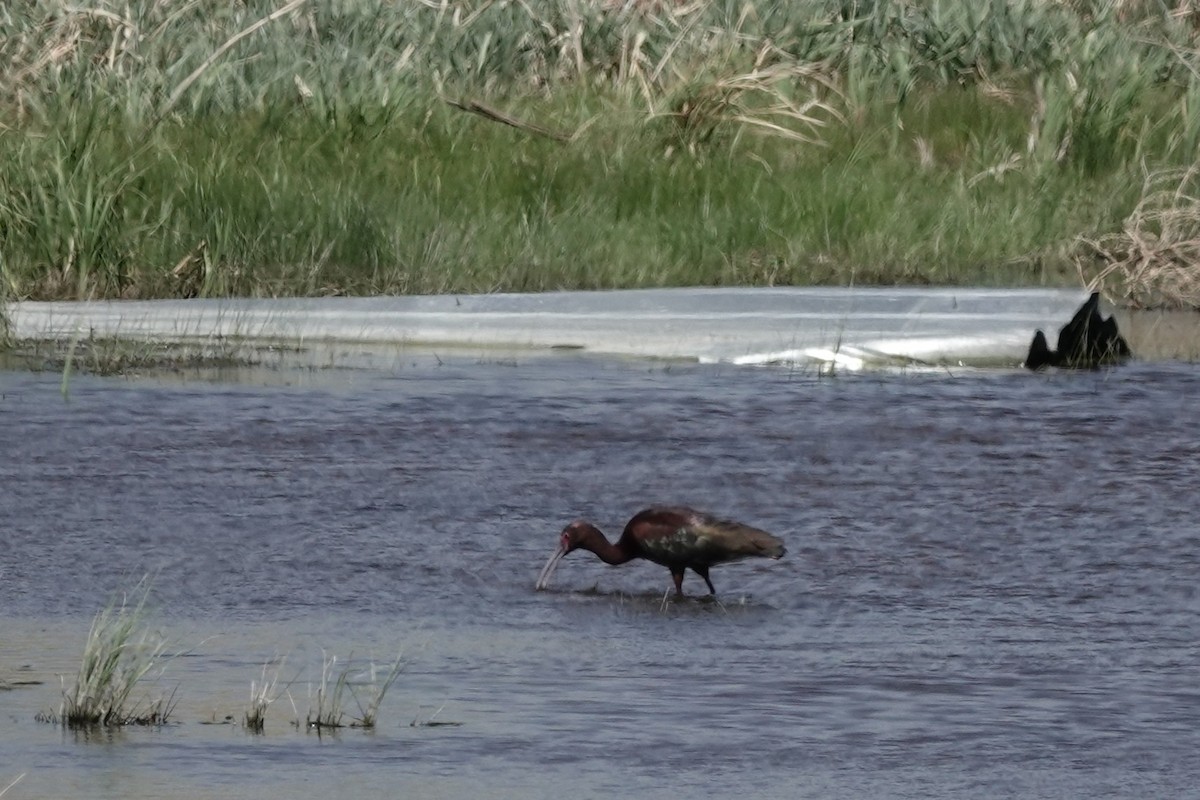 ibis americký - ML635667282