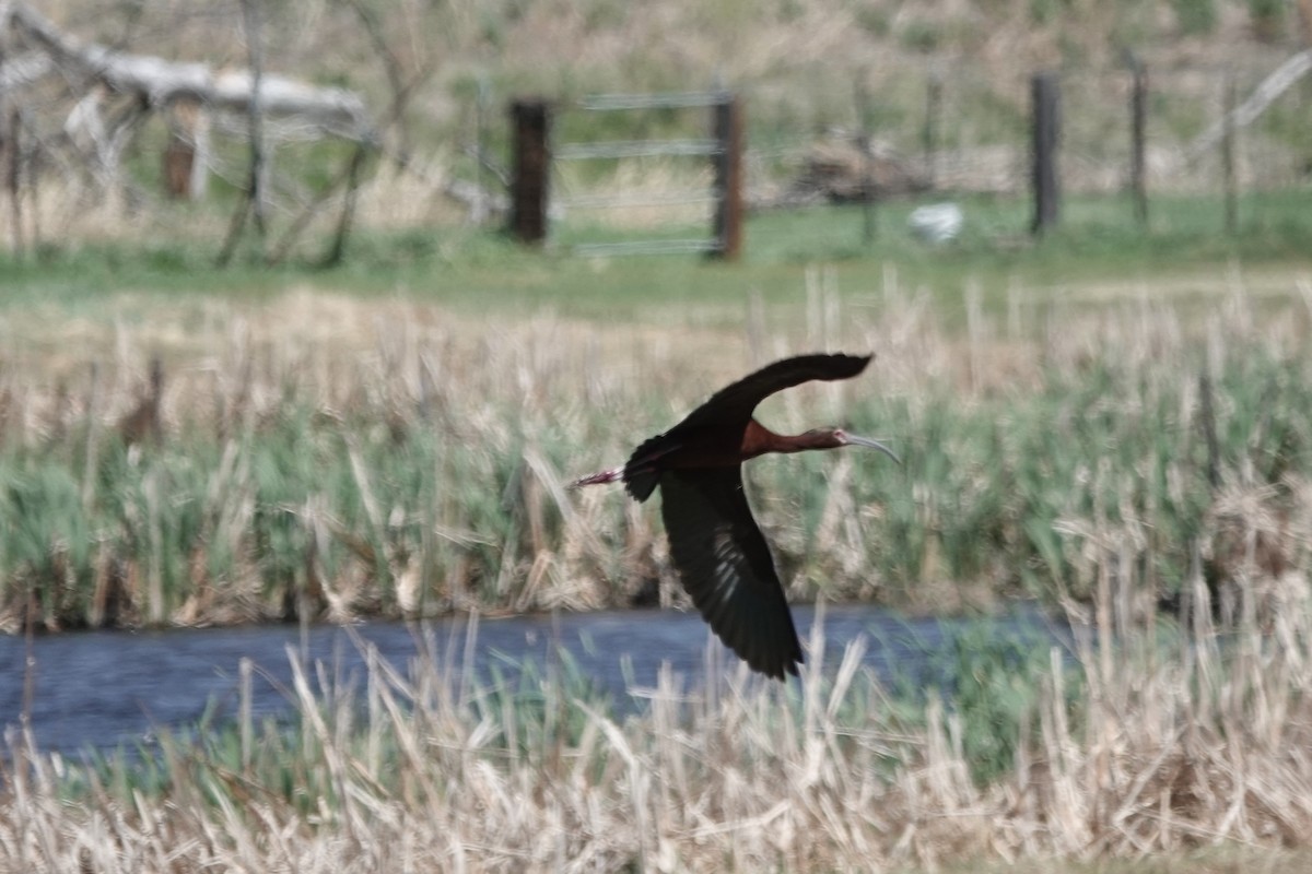 ibis americký - ML635667283