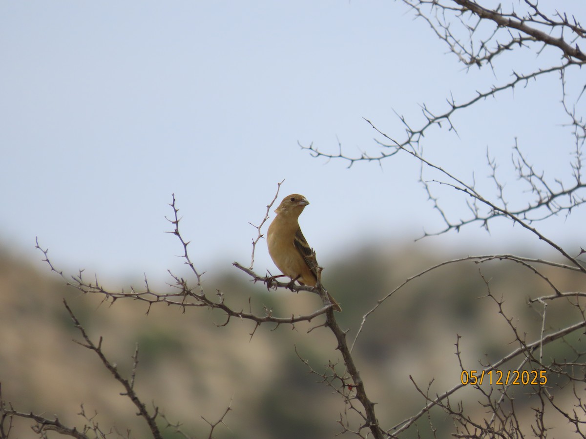 Passerin azuré - ML635667286