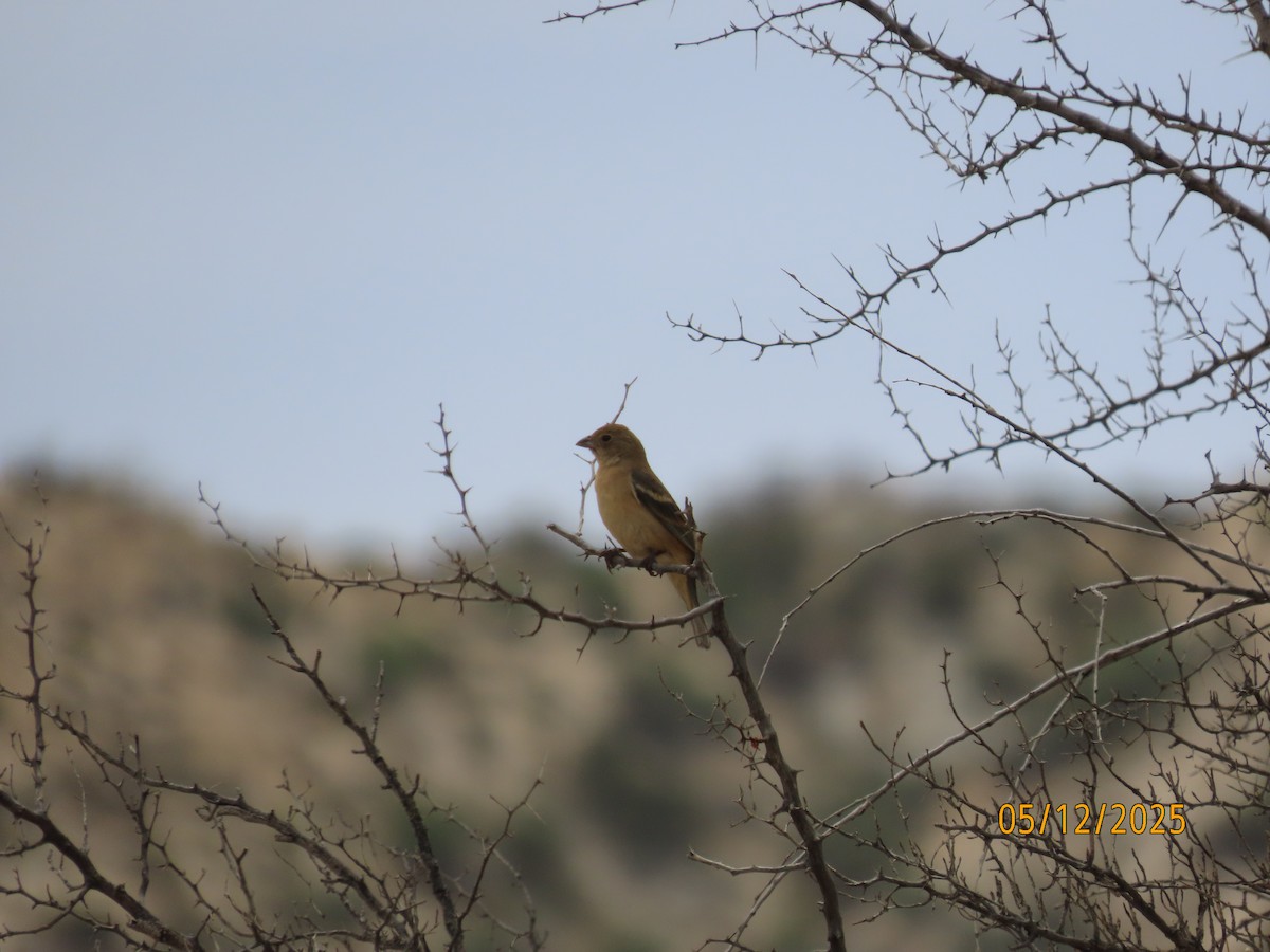 Passerin azuré - ML635667288