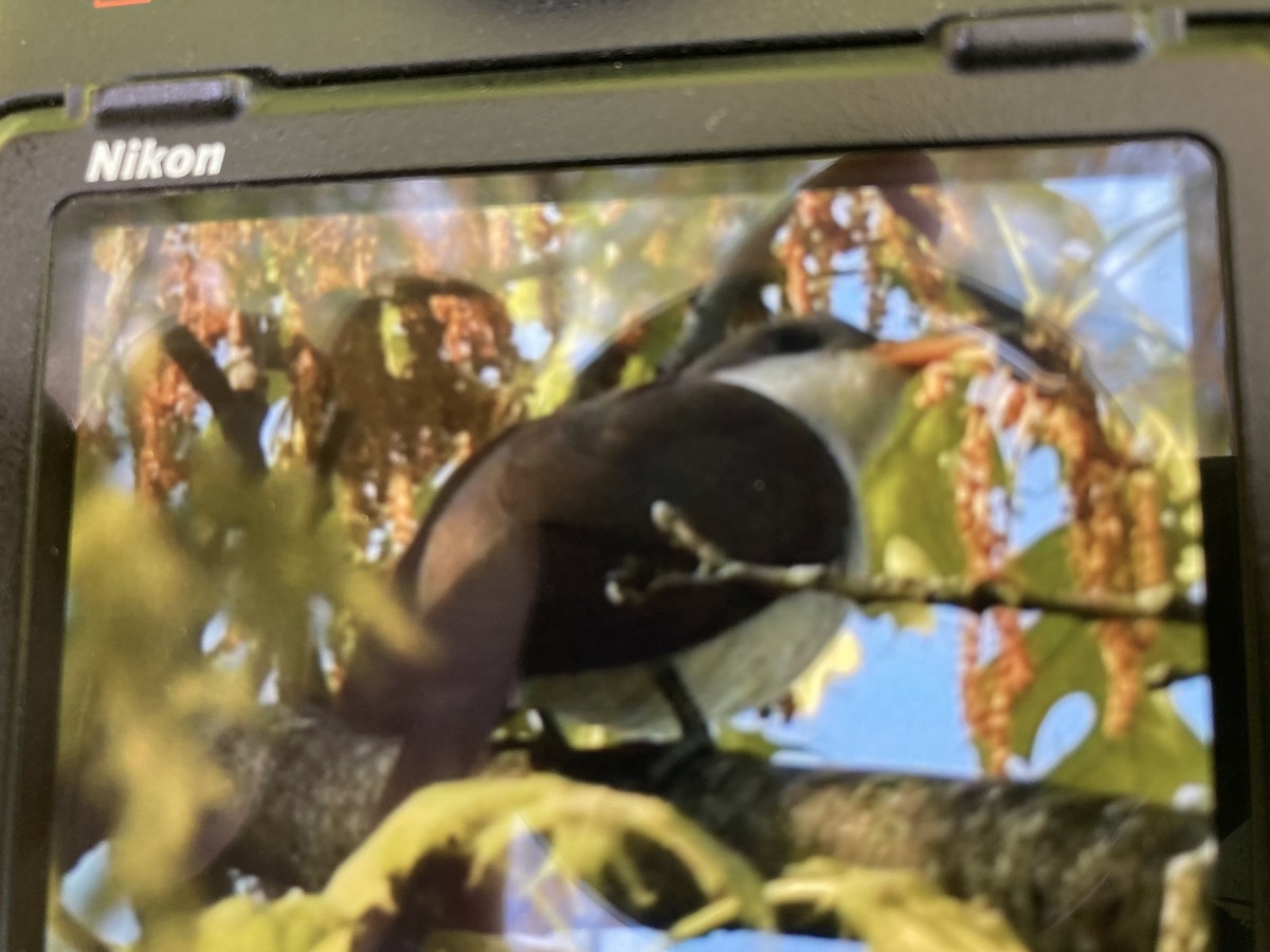 Yellow-billed Cuckoo - ML635667308