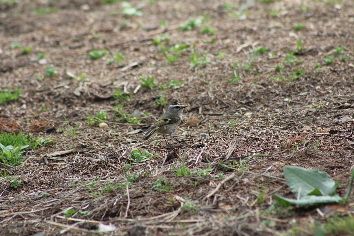Golden-crowned Kinglet - ML635667358
