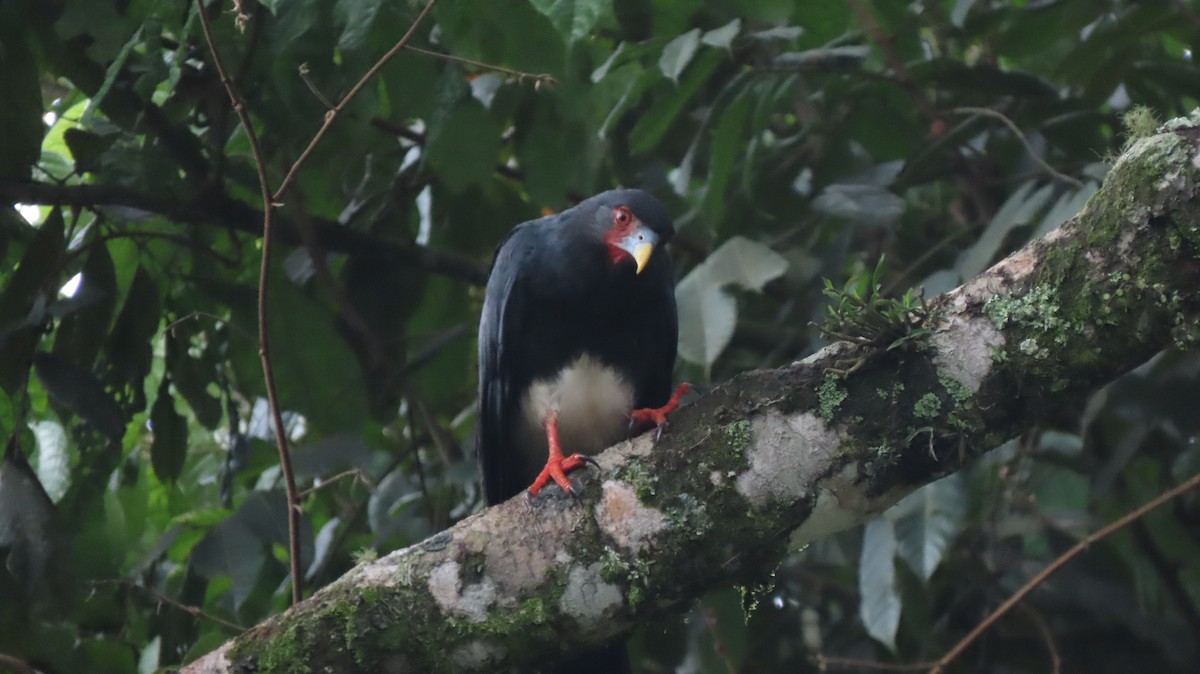 Caracara à gorge rouge - ML635667451