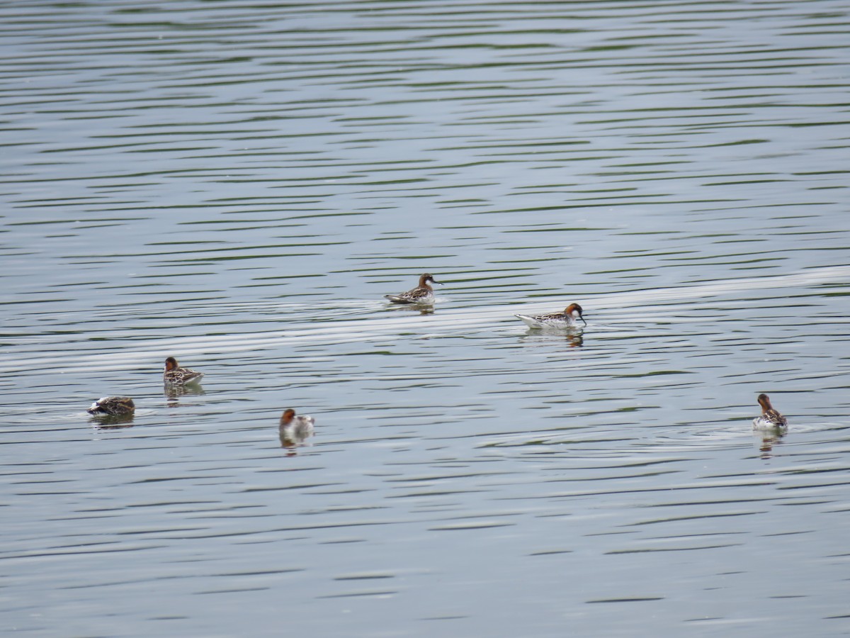 Red-necked Phalarope - ML635667456